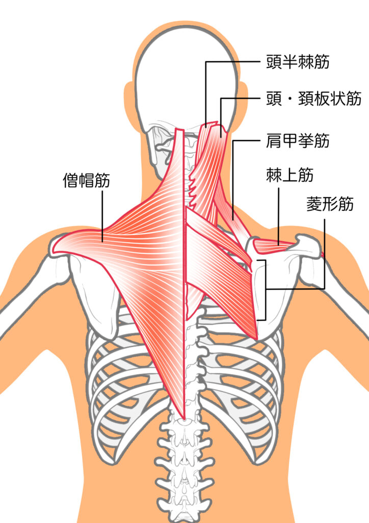芦屋市 訪問マッサージ 肩こり改善